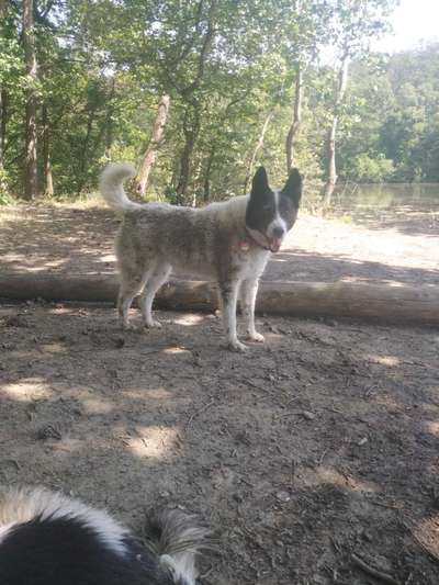 TierschutzhundeStammtisch🐕-Beitrag-Bild