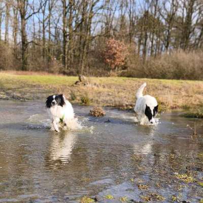 TierschutzhundeStammtisch🐕-Beitrag-Bild