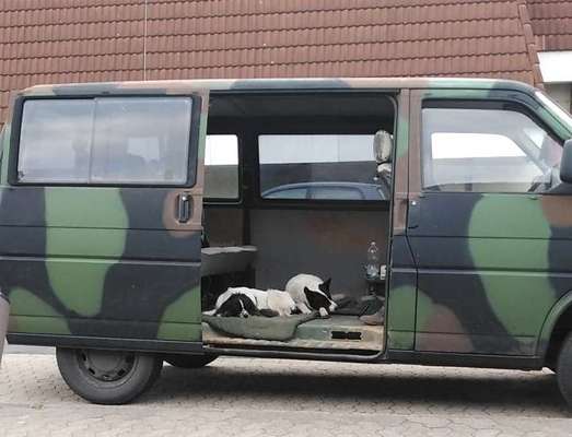 TierschutzhundeStammtisch🐕-Beitrag-Bild