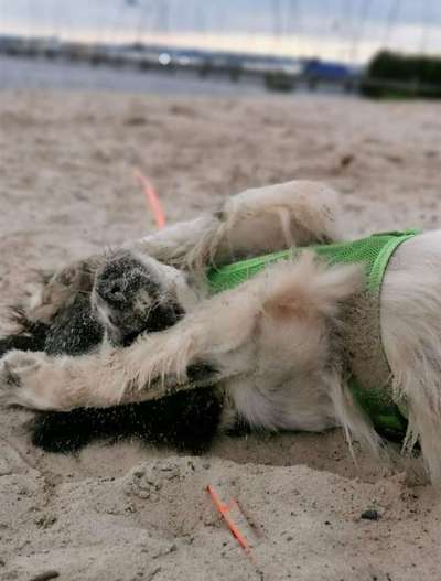 Fotochallange Nr.53 "HALLOWEEN"-Beitrag-Bild