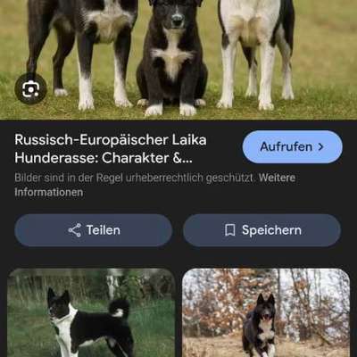 TierschutzhundeStammtisch🐕-Beitrag-Bild