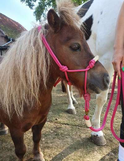 TierschutzhundeStammtisch🐕-Beitrag-Bild