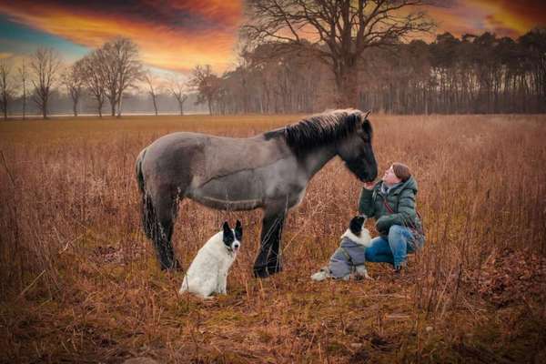 TierschutzhundeStammtisch🐕-Beitrag-Bild