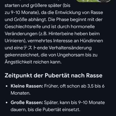 TierschutzhundeStammtisch🐕-Beitrag-Bild