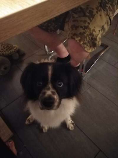 TierschutzhundeStammtisch🐕-Beitrag-Bild