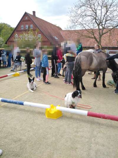 Auslandstierschutz-Beitrag-Bild