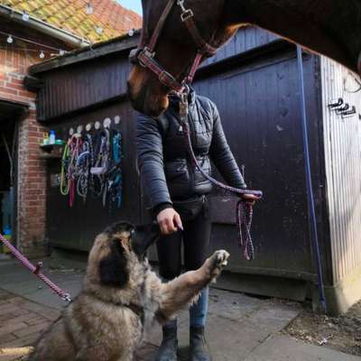 TierschutzhundeStammtisch🐕-Beitrag-Bild