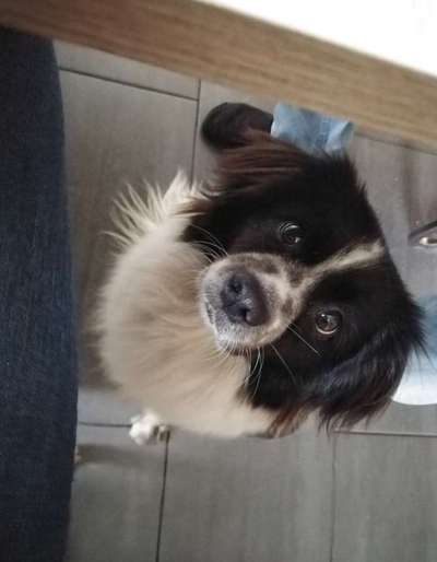 Mischlinge raten - Rätselspaß-Beitrag-Bild