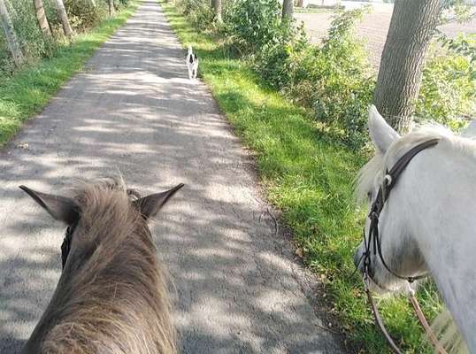 Die Dogorama Wochen Challenge-Beitrag-Bild