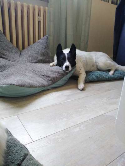 TierschutzhundeStammtisch🐕-Beitrag-Bild