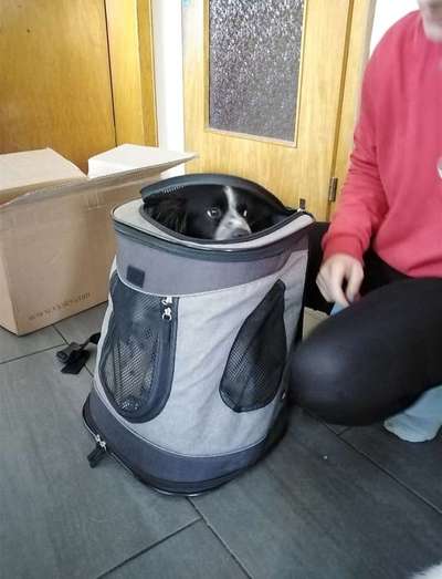 Postet das beste Foto von euren 4 beinern-Beitrag-Bild