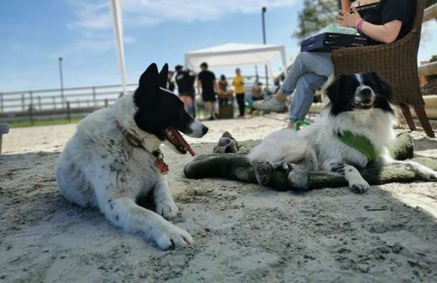 Hundetreffen-NichtAlleinHunderunden-Bild