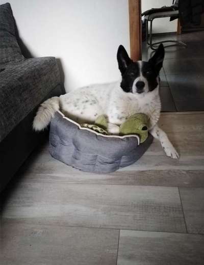 TierschutzhundeStammtisch🐕-Beitrag-Bild