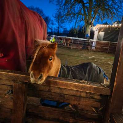 TierschutzhundeStammtisch🐕-Beitrag-Bild