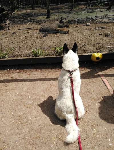 Fotochallenge Nr. 51 "Euer Hund mit anderen Tieren"-Beitrag-Bild