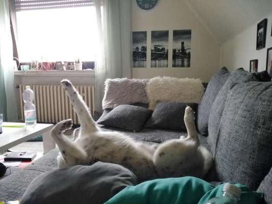 TierschutzhundeStammtisch🐕-Beitrag-Bild