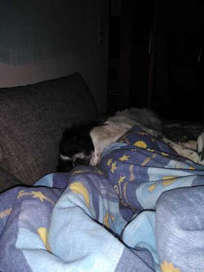 TierschutzhundeStammtisch🐕-Beitrag-Bild