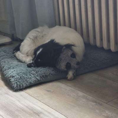 TierschutzhundeStammtisch🐕-Beitrag-Bild