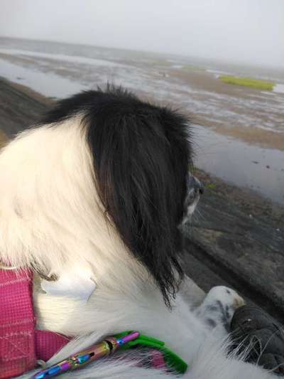 Dogorama Photo Challenge - Details Ganz nah-Beitrag-Bild