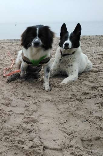 Hunderunde-Beitrag-Bild