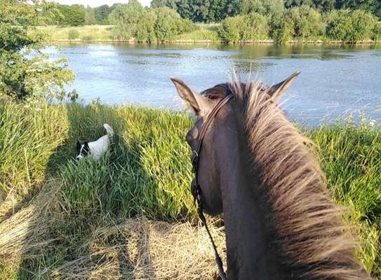 Dogorama Photo Challenge - schönster Gassiausblick-Beitrag-Bild