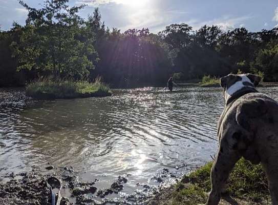 Die wunderschöne Welt mit Hund.-Beitrag-Bild