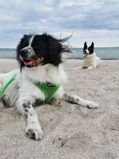 TierschutzhundeStammtisch🐕-Beitrag-Bild