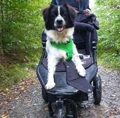 Hundebuggy-Beitrag-Bild