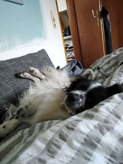 TierschutzhundeStammtisch🐕-Beitrag-Bild