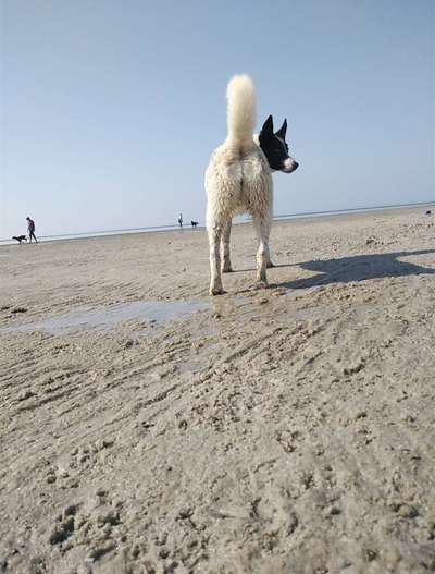 Nordische Hunde-Beitrag-Bild
