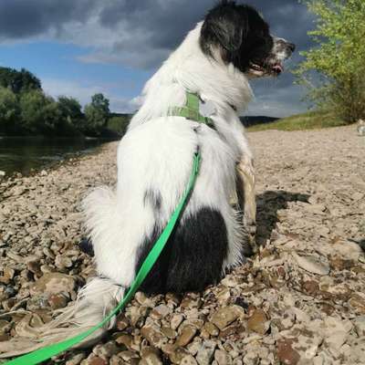 Wie sitzt mein Geschirr?-Beitrag-Bild