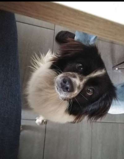 TierschutzhundeStammtisch🐕-Beitrag-Bild