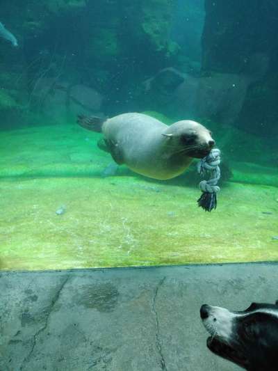 TierschutzhundeStammtisch🐕-Beitrag-Bild