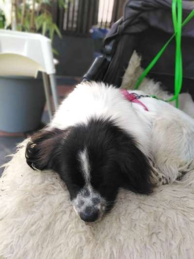 TierschutzhundeStammtisch🐕-Beitrag-Bild