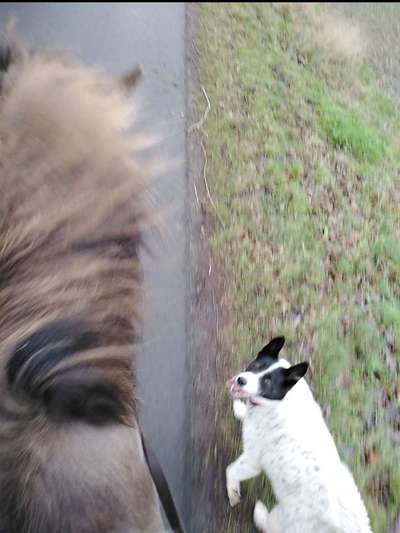 TierschutzhundeStammtisch🐕-Beitrag-Bild