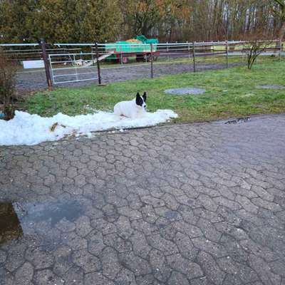 TierschutzhundeStammtisch🐕-Beitrag-Bild