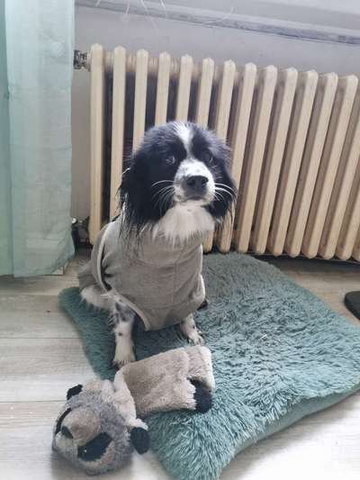 TierschutzhundeStammtisch🐕-Beitrag-Bild