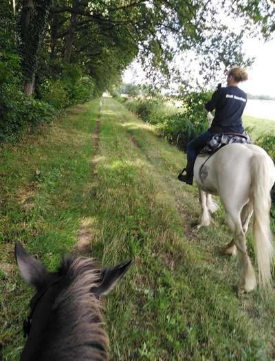 Die wunderschöne Welt mit Hund.-Beitrag-Bild