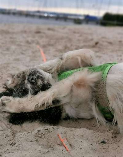 FOTO CHALLENGE 77 - Dein Hund im Spiel-Beitrag-Bild