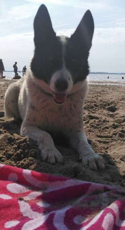 Mischlinge raten - Rätselspaß-Beitrag-Bild