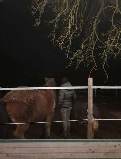 TierschutzhundeStammtisch🐕-Beitrag-Bild