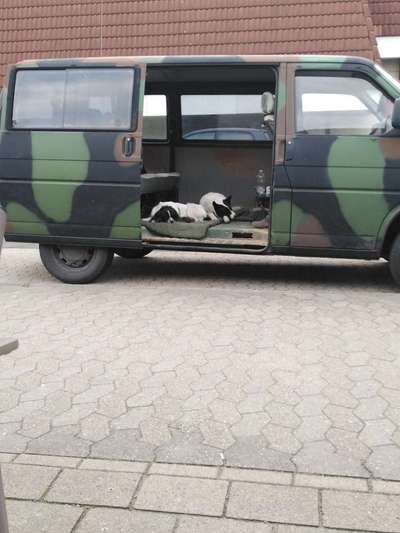 TierschutzhundeStammtisch🐕-Beitrag-Bild