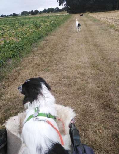 TierschutzhundeStammtisch🐕-Beitrag-Bild