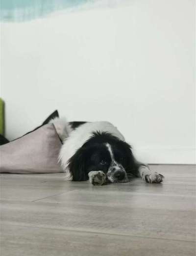 Dogorama Photo Challenge - Hundeblick zum hinschmelzen-Beitrag-Bild