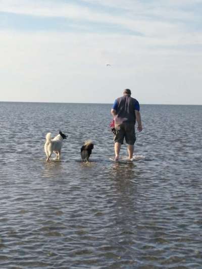 TierschutzhundeStammtisch🐕-Beitrag-Bild