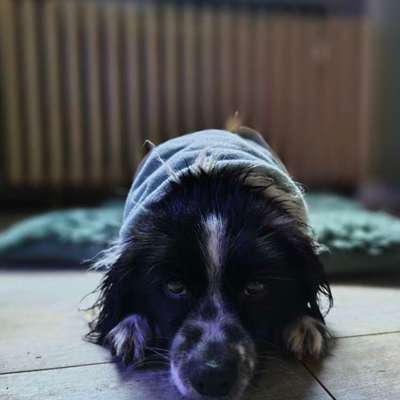 TierschutzhundeStammtisch🐕-Beitrag-Bild