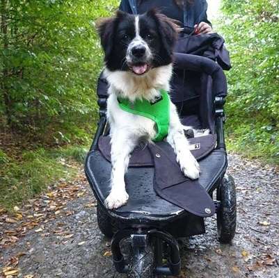 Die Dogorama Wochen Challenge-Beitrag-Bild