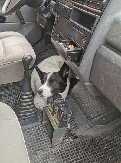 Die Dogorama Wochen Challenge-Beitrag-Bild