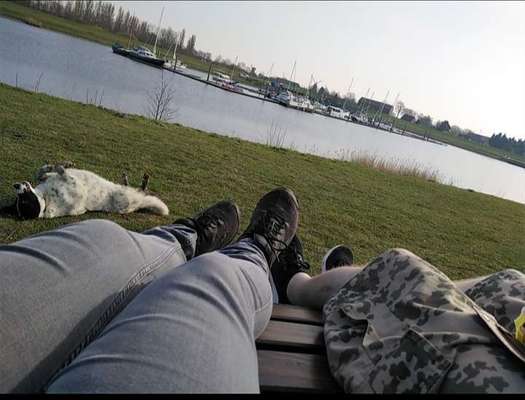 Die Dogorama Wochen Challenge-Beitrag-Bild