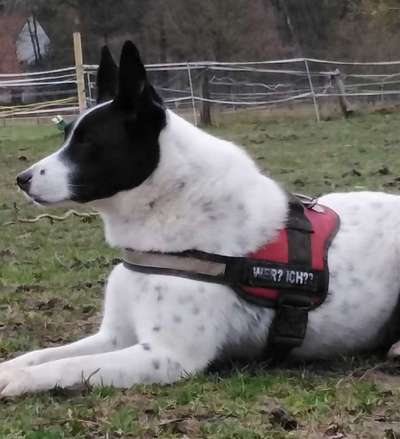 julius k9 geschirr-Beitrag-Bild